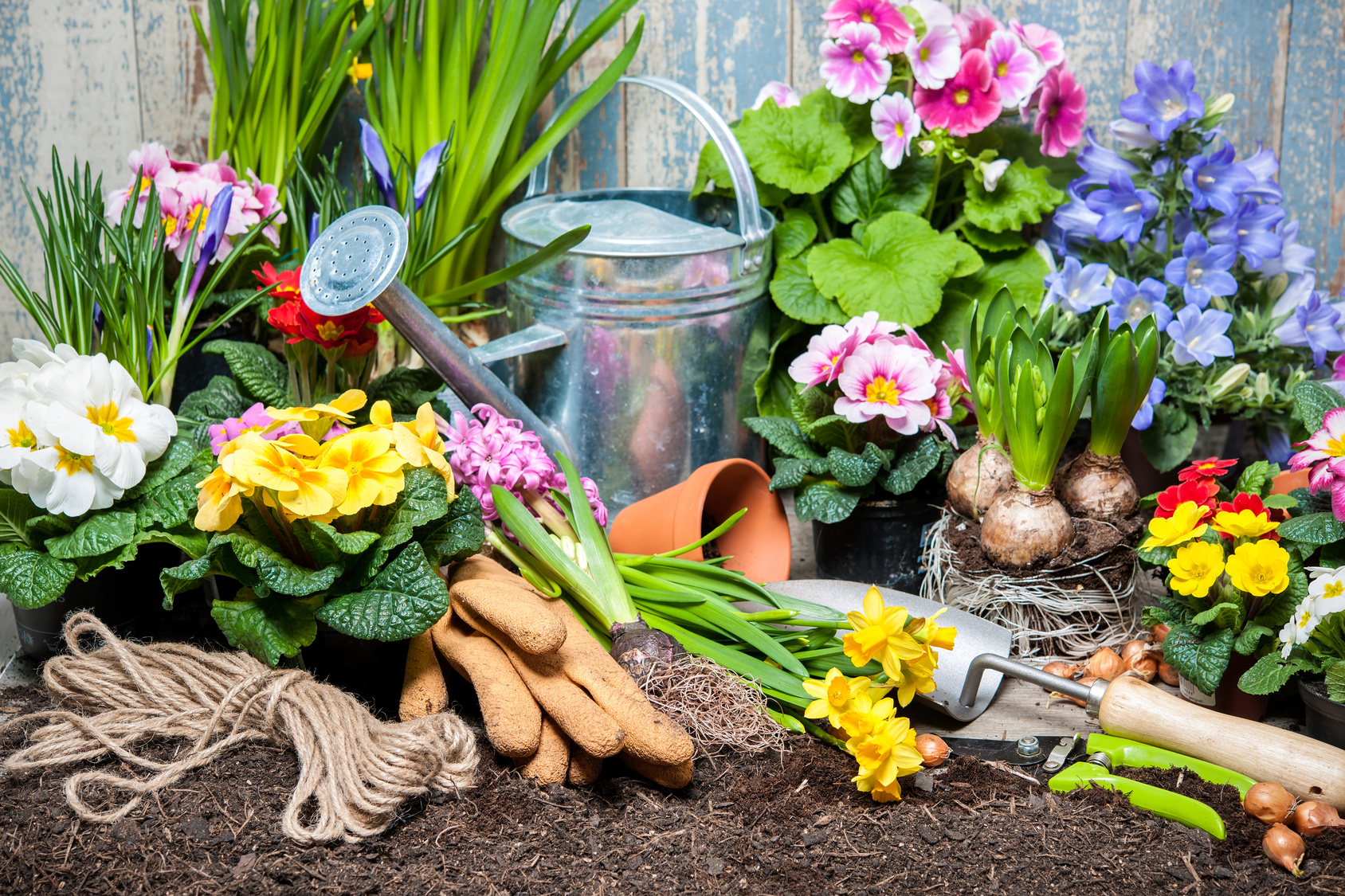 Frühlingsblumen pflanzen so kann der Frühling kommen