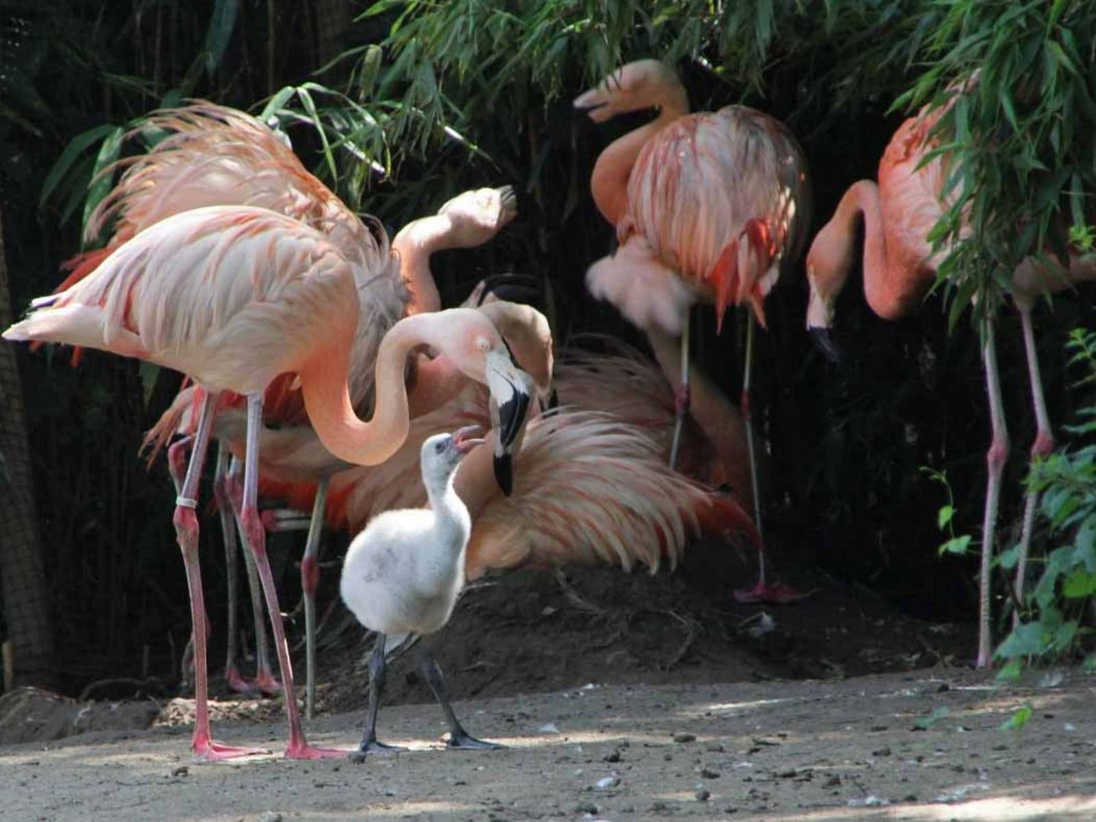 Nachwuchs bei den Flamingos, Tierisch süßer Nachwuchs, Neuigkeiten aus  dem Erlebnis-Zoo, Erlebnis-Zoo Hannover, Tier- und Freizeitparks, Gärten  genießen, Naherholung