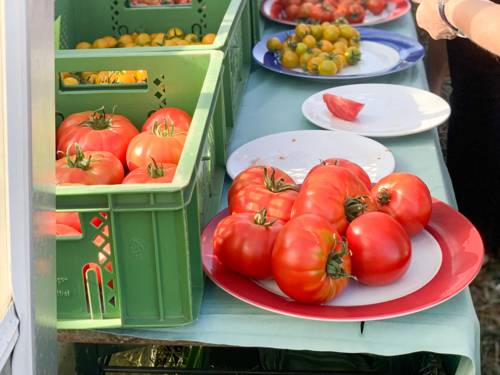 Tomaten auf Tellern und in Kisten.