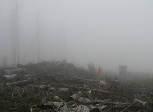 Eine Frau im roten Kleid im Nebel auf einer gerodeten Fläche