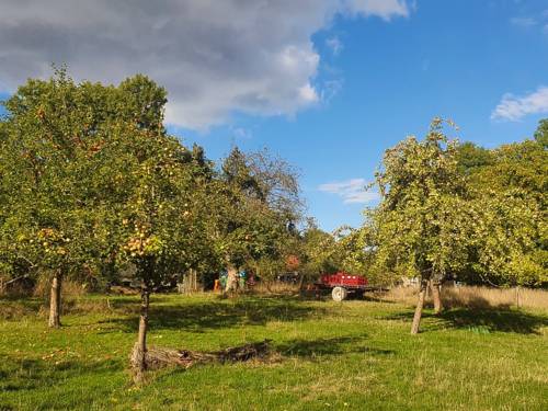 Eine Wiese mit Äpfelbäumen.