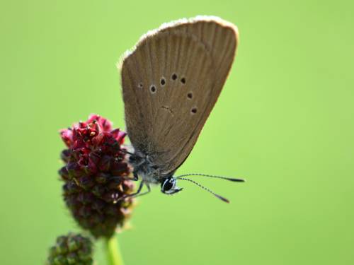 Ein Schmetterling.