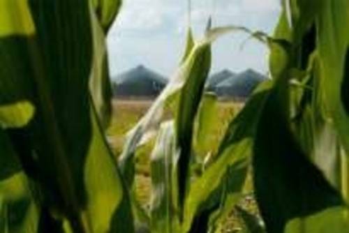 Maisfeld mit Biogasanlage im Hintergrund in Ronnenberg