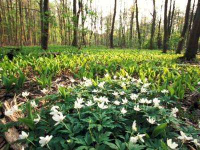 Anemone nemorosa in the Eilenriede