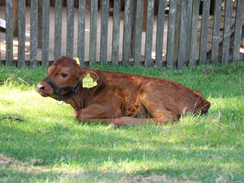Eine kleine Kuh mit rötlichem Fell.