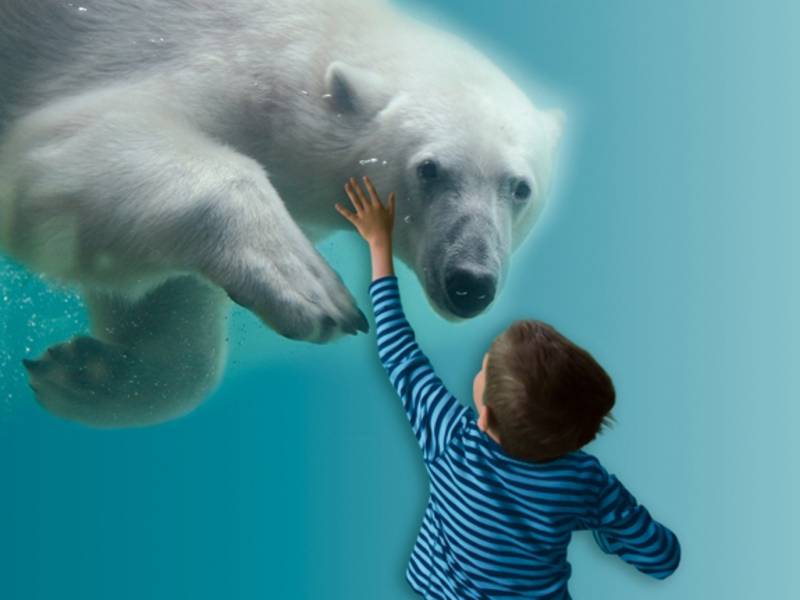 Eisbär schwimmt im Wasser vor einem Jungen. 