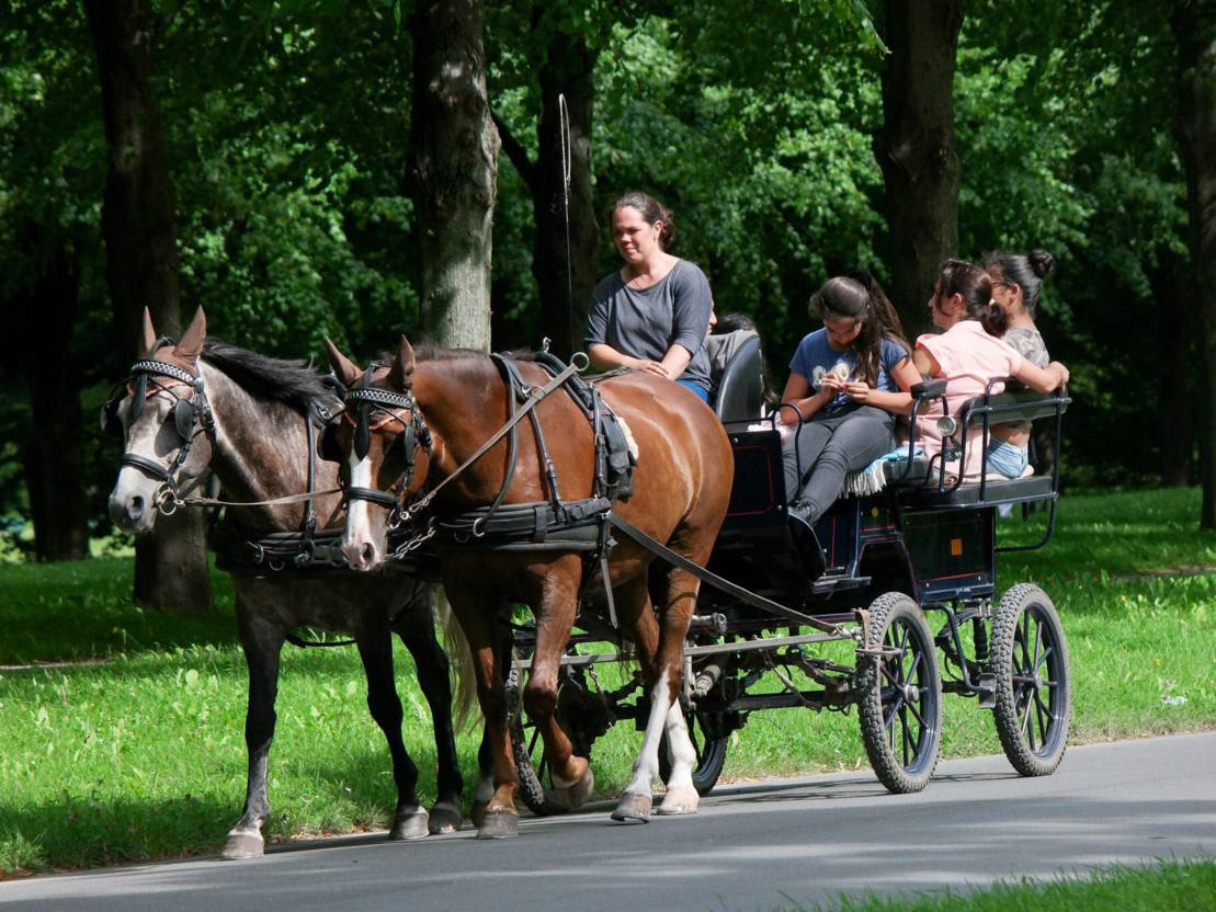 Kutschfahrten im Georgengarten | Georgengarten & Welfengarten