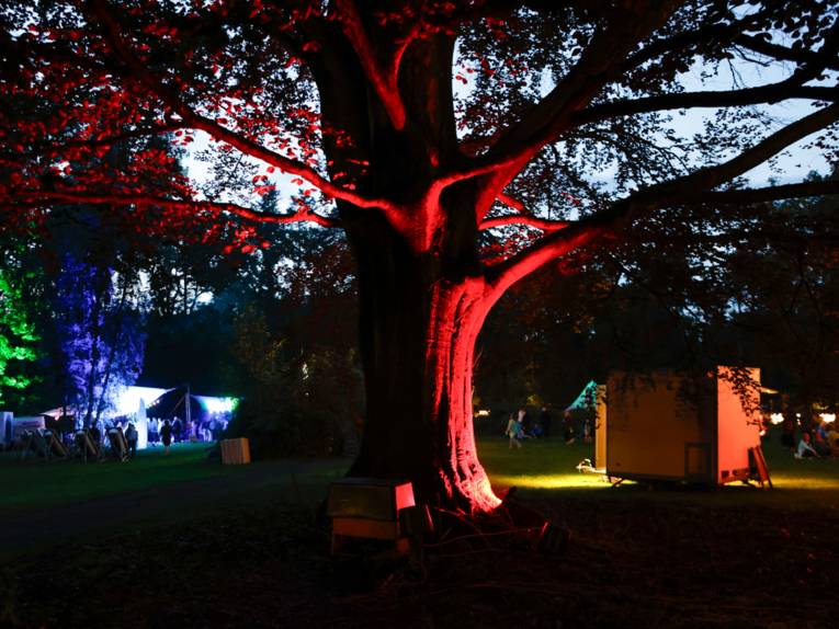 Ein Baum wird von verschiedenen Farben angeleuchtet