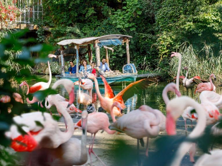 Zwölf Flamingo-Küken im Zoo Hannover geboren 