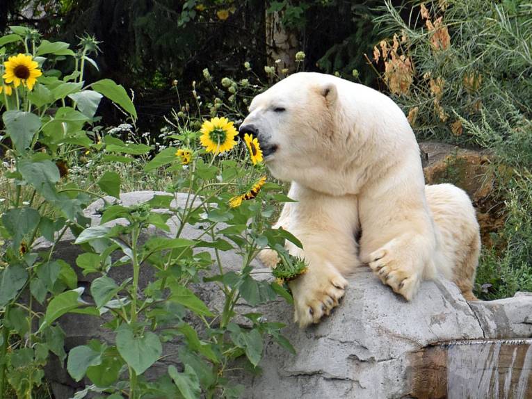 Weißer Bär berührt mit seiner Schnauze eine gelbe Sonnenblume