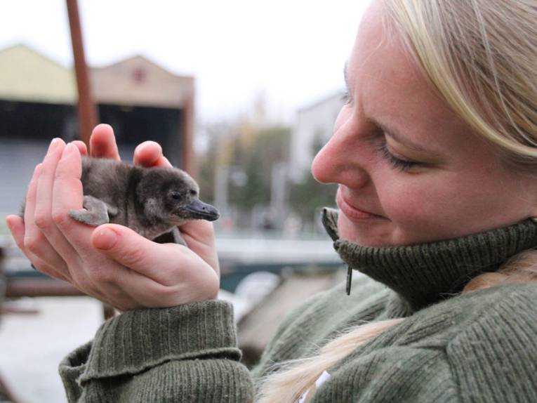 Frau hält kleines Pinguinküken in der Hand