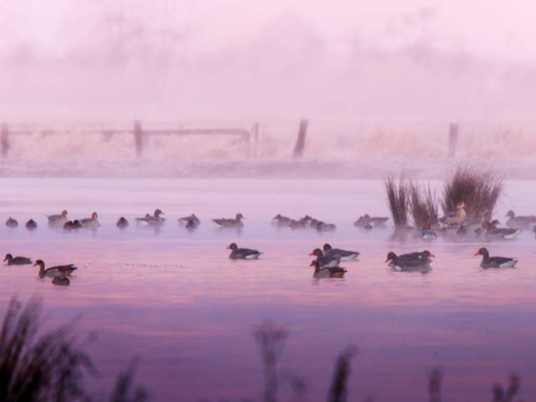 Enten schwimmen auf einem Gewässer, die Szene ist in rosafarbene Töne getaucht.