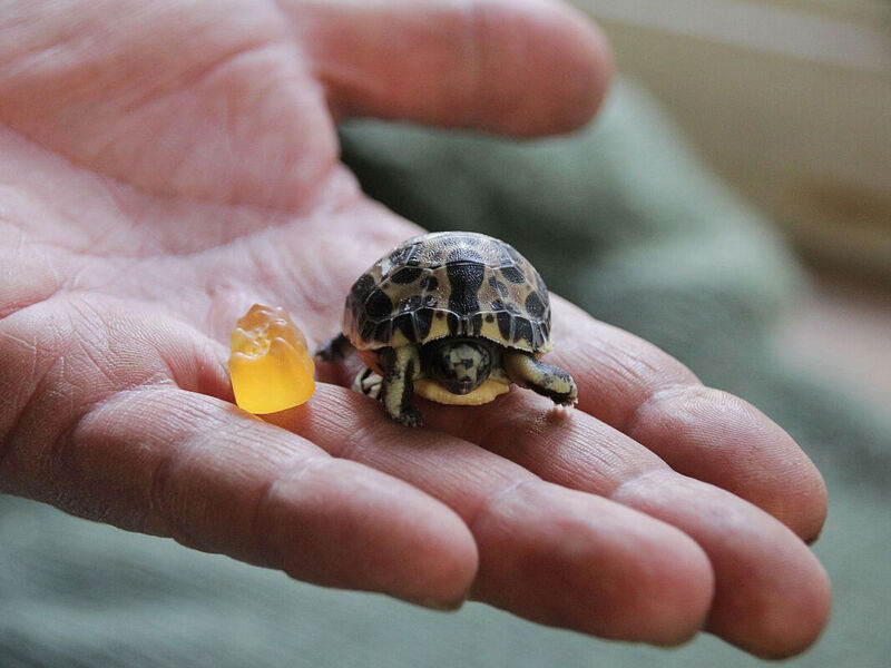 Riesige Freude über Nachwuchs bei Mini-Schildkröten | Kultur & Freizeit