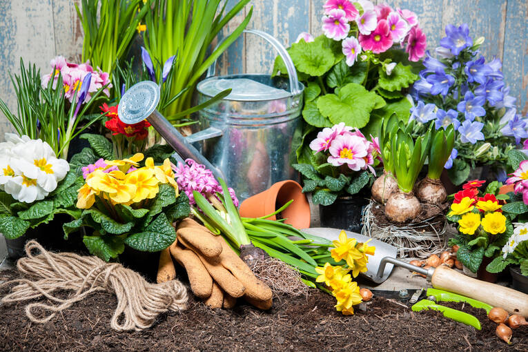 Fruhlingsblumen Pflanzen Bilder Werbepartner Madsack Media Hannover De